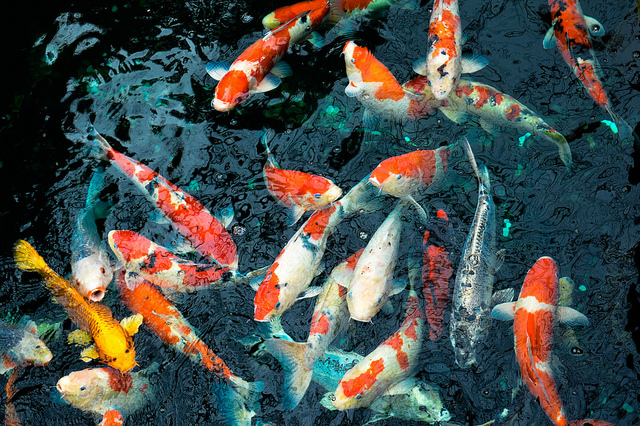koi fish in a group||Mallard ducks on koi pond netting|frozen Koi Fish pond|Overcrowding Koi Fish|Koi pond water change using garden hose|Man testing for nitrites in water