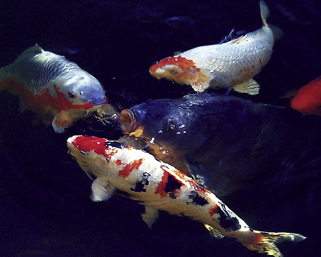 |Ulcer casued by Aeromonas bacteria on a koi