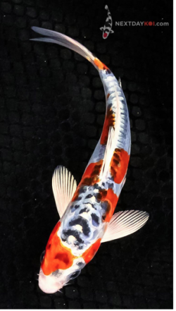 Doitsu blue Kujaku Hikarimoyo koi fish|Hariwake Hikarimoyo Koi fish|Yamato Nishiki Hikarimoyo koi fish|Kikokuryu Hikarimoyo koi fish|Kikusui Hikarimoyo koi fish with butterfly fins|Kin Kikokuryu Hikarimoyo koi fish|Kujaku Hikarimoyo koi fish|Lemon Hariwake Hikarimoyo Koi FIsh|Yamato Nishiki Hikarimoyo koi fish