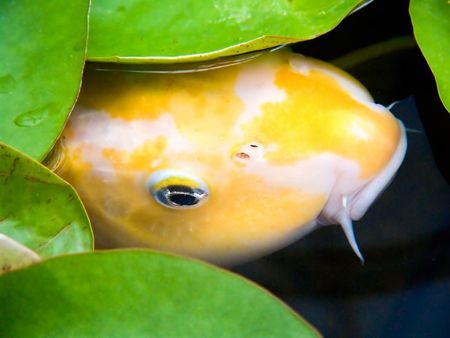 Koi Amongst Lilly Pads|blue koi show bowl|positioning of camera photographing koi|Shusui koi 12"