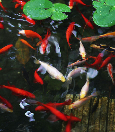 Fish in a pond