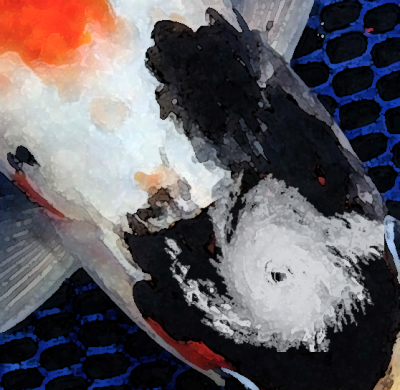 |Temporary koi home stock tank with mesh over the top|Mesh net firmly secured to the side of a koi pond|Pond netting stretched over a koi pond before a hurricane|Koi pond water testing kit|Activated charcoal in a mesh bag for koi pond use