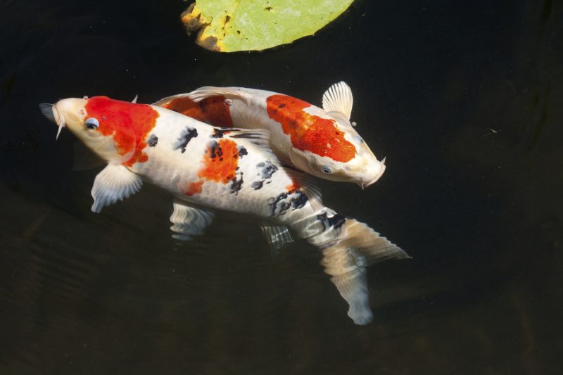 Two Sanke koi fish swimming together in a pond|