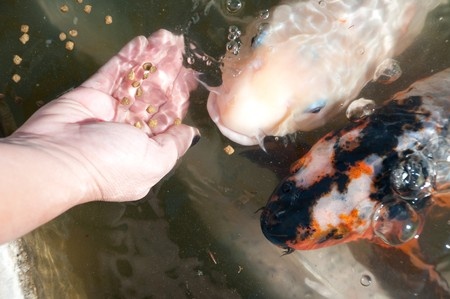 Feeding Koi FIsh Correctly
