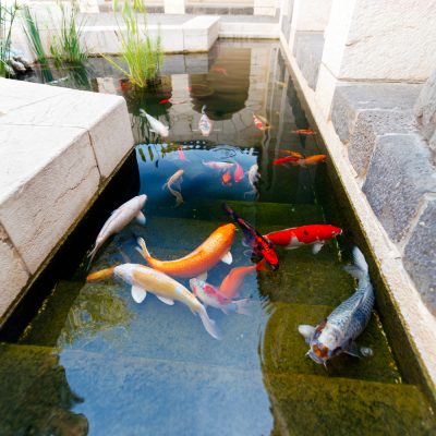 Koi fish swimming in a concrete pond