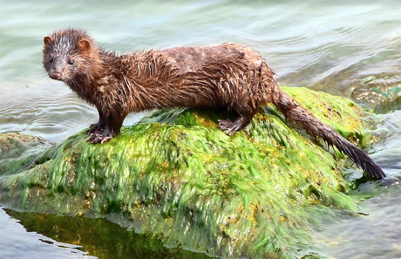 American Mink on rock|Mink in the Snow||