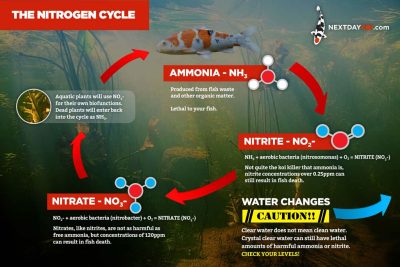 The Nitrogen Cycle infographic