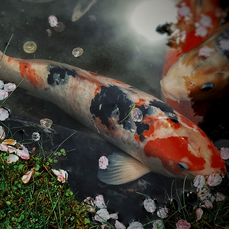 Koi fish swimming in a pond with petals floating|Pond salt for Preventative care in Koi Ponds|Tricide Neo Antibiotic dip for koi fish|Aeromonas hydrophilia under an electron microscope