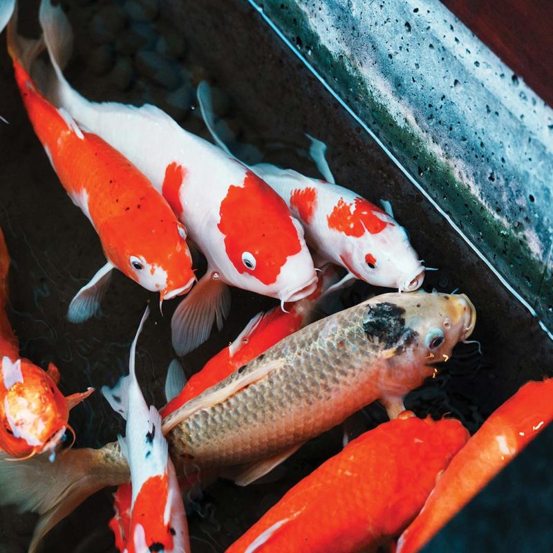 Koi in a tank