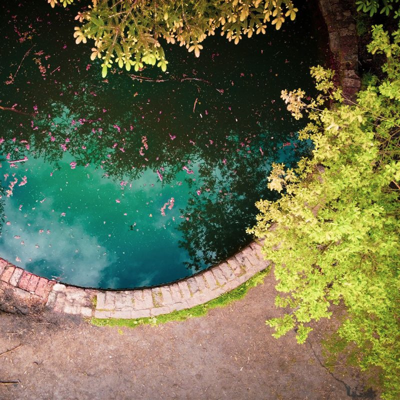 Pond surrounded by trees