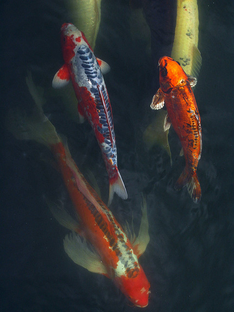 Asagi and Shusui koi swimming|Chinese Hi Fin Banded Shark|Golden Orfe|Trapdoor Snail