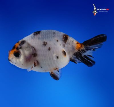 Ranchu Goldfish For Sale||Ranchu Goldfish For Sale|Ranchu Goldfish For Sale