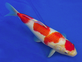 A 9" Kohaku Next Day Koi ZNA Potomac Friendship Award winner||Gin Rin Taisho Sanke First Place