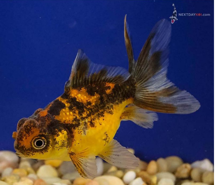 Baby Calico Pearlscale Goldfish||line drawing of Pearlscale Fancy Goldfish