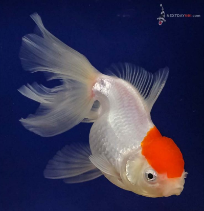 Recap Oranda Fancy Goldfish|An Oranda Fancy Goldfish with a well developed wen or crown at-2-08-04-pm