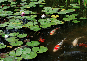 Koi fish swimming under a lily pad|Framed Koi Show Award certificate|blurry picture of koi in a pond|large one acre pond looking for koi to fill|poorly shot photo of koi fishj|numerous colorful koi swimming in blue water|Koi fish in a pond under a net||Picture of a goldfish mislabelled as a koi|dark koi in a plastic tub filled with dirty water|Gorgeous sanke koi in clear blue water|Sanke koi fish in murky water|notice that content has been flagged for removal|