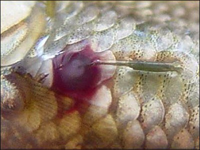 Anchor worm attached to a koi|Anchor worm on a koi being pulled by a pair of tweezers