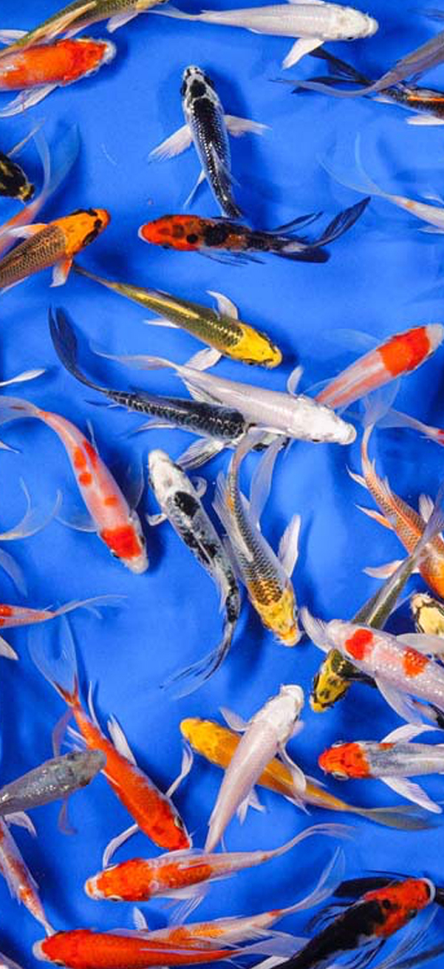 Koi Pond Pack Mega BG