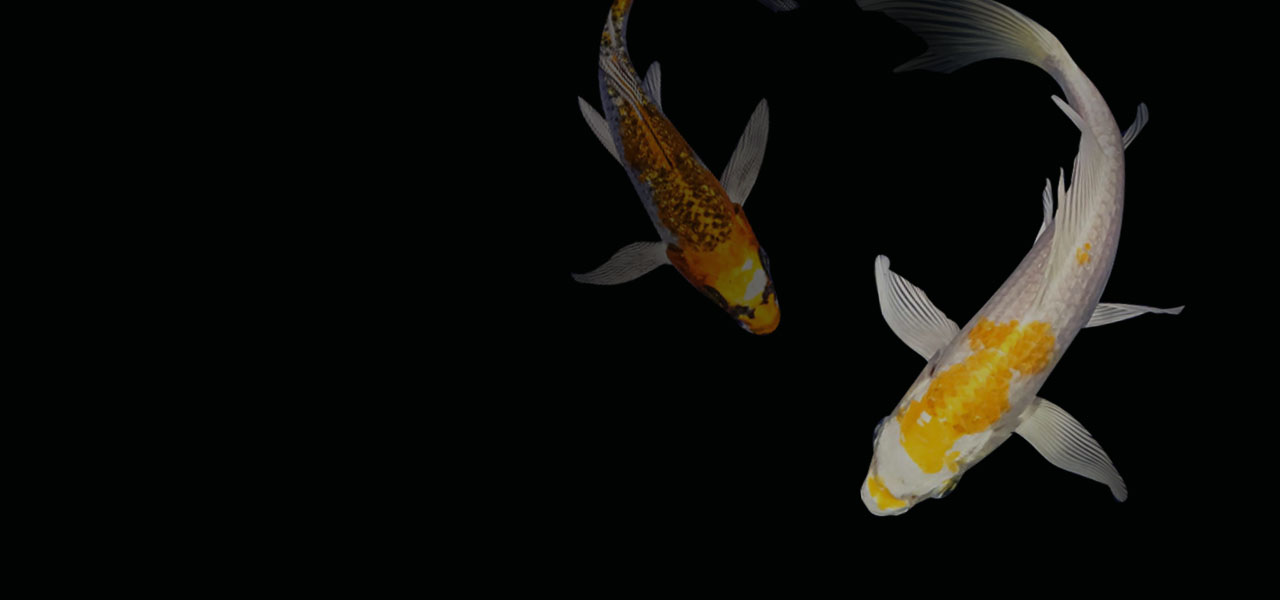 Butterfly Koi