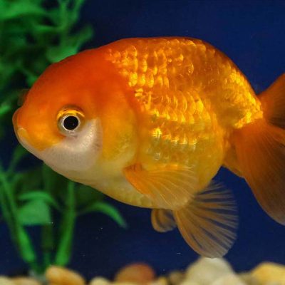 |Ranchu Goldfish color patterns|3.5 ' Black Ranchu Goldfish|Ranchu Goldfish Wen||Black and Red Ranchu Goldfish