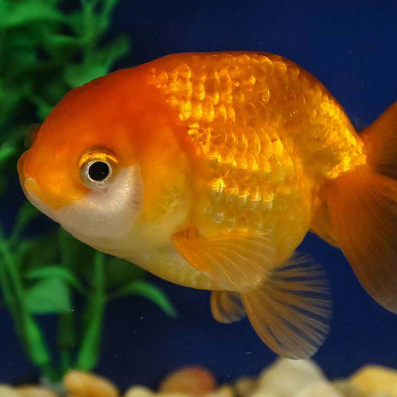 |Ranchu Goldfish color patterns|3.5 ' Black Ranchu Goldfish|Ranchu Goldfish Wen||Black and Red Ranchu Goldfish