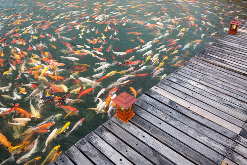 School of koi fish swimming in a pond