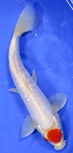 Tancho Kohaku Koi fish