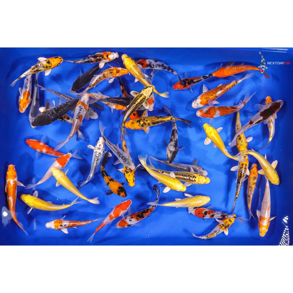 AA Grade (Premium Grade) Koi