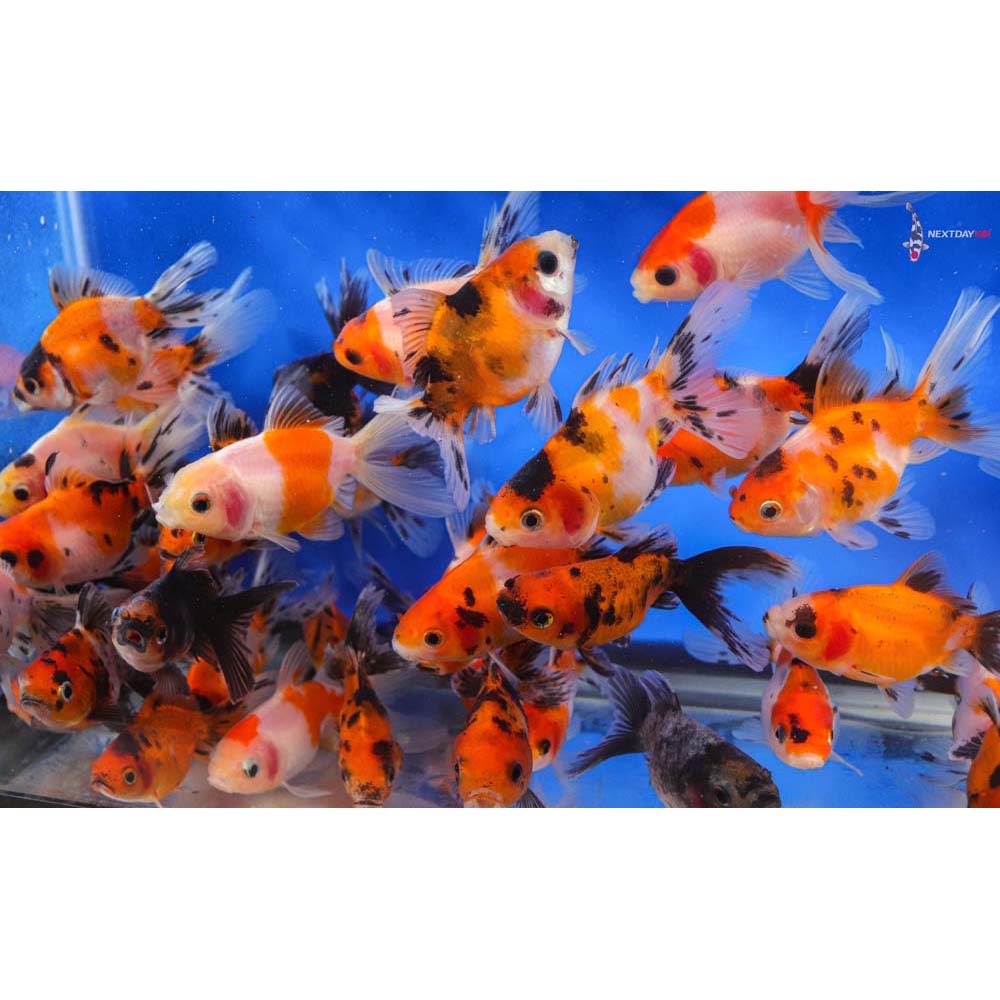2.5-3" Imported Calico Oranda Goldfish