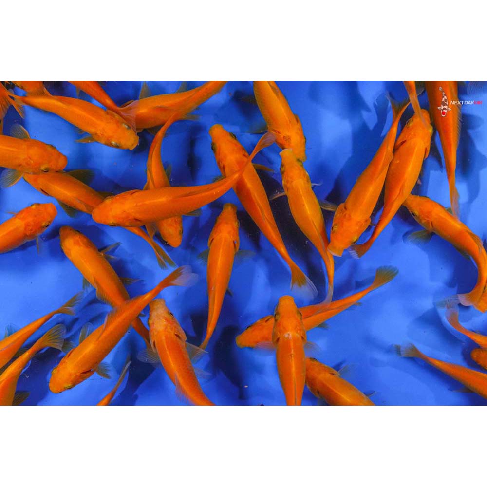 3-4” Imported Apricot Comet Goldfish