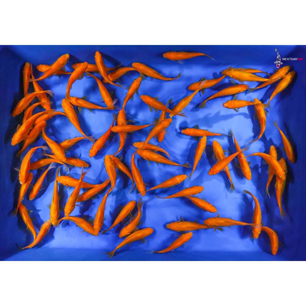 3-4” Imported Apricot Comet Goldfish