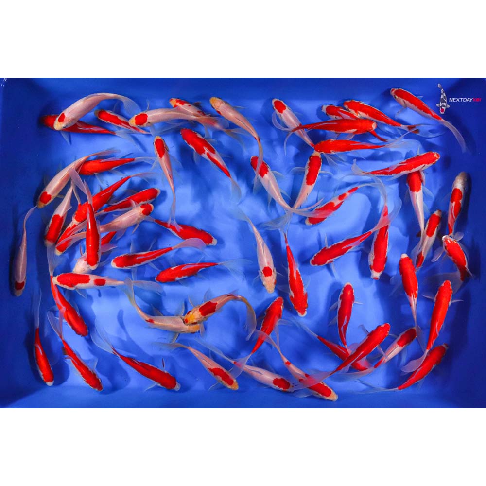 4-5” Imported Longtail Sarasa Comet Goldfish