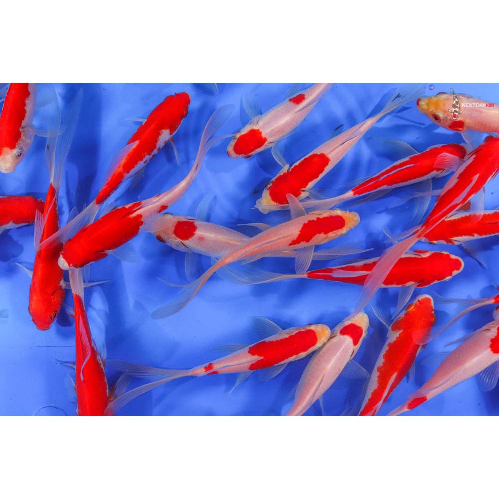 4-5” Imported Longtail Sarasa Comet Goldfish