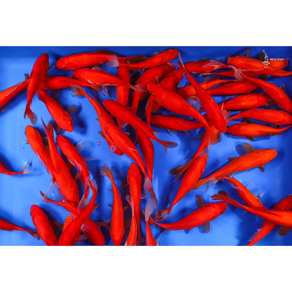 4-5” Imported Red Comet Goldfish