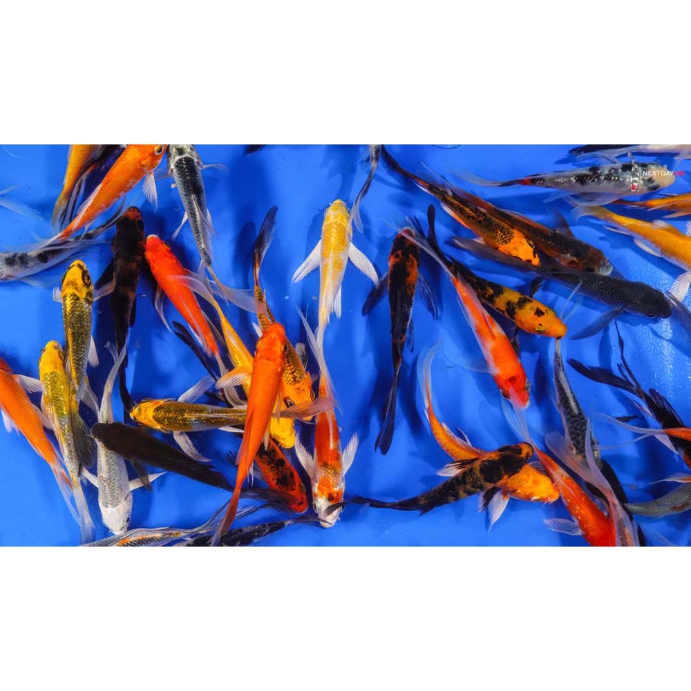 A Grade (Standard Grade) Imported Butterfly Koi