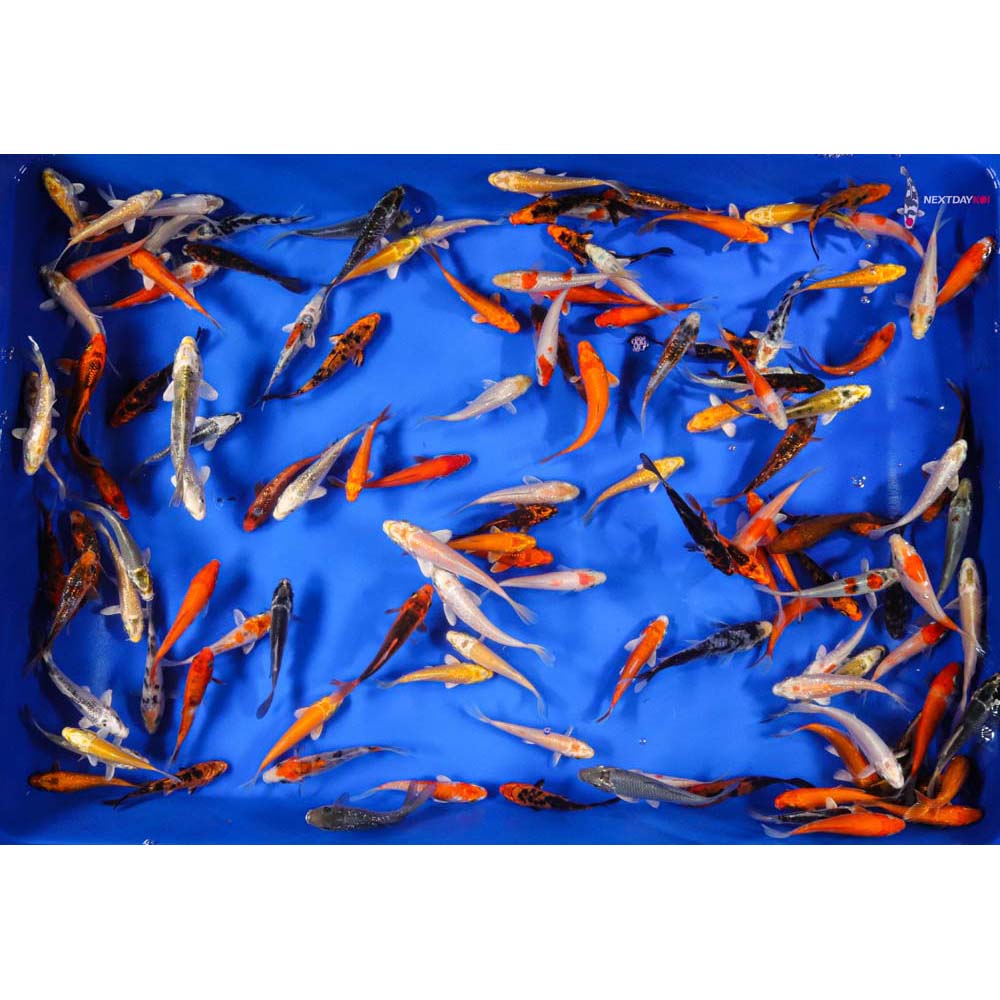 3-4" Pond Grade Imported Koi