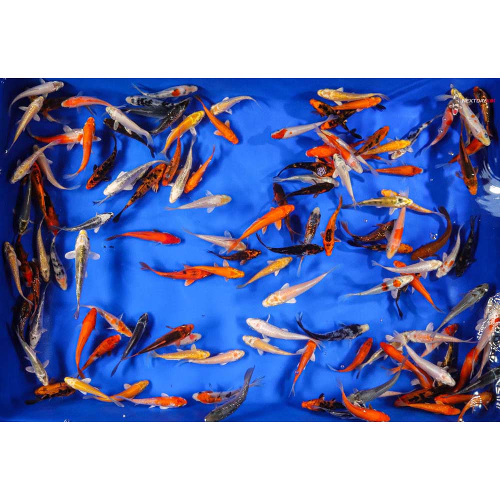 3-4" Pond Grade Imported Koi