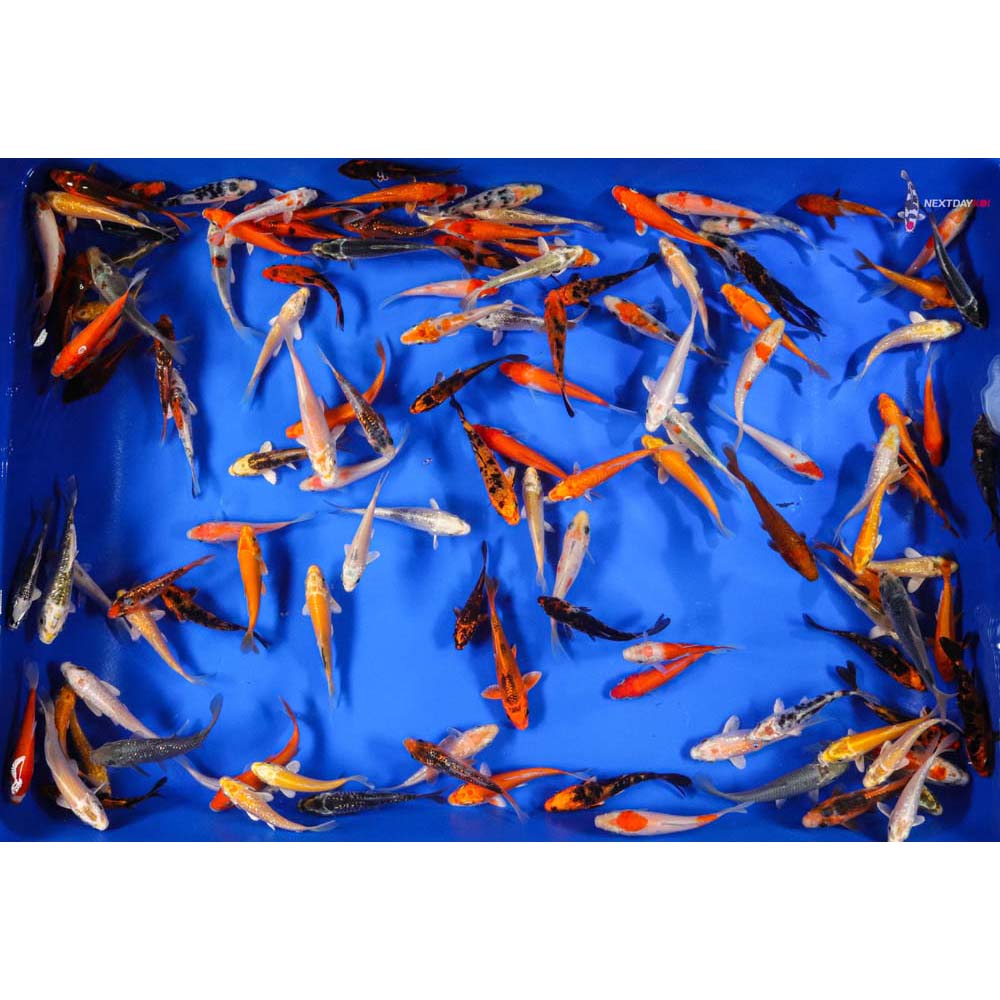 3-4" Pond Grade Imported Koi