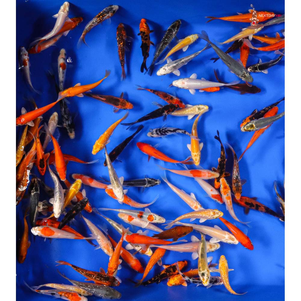 3-4" Pond Grade Imported Koi