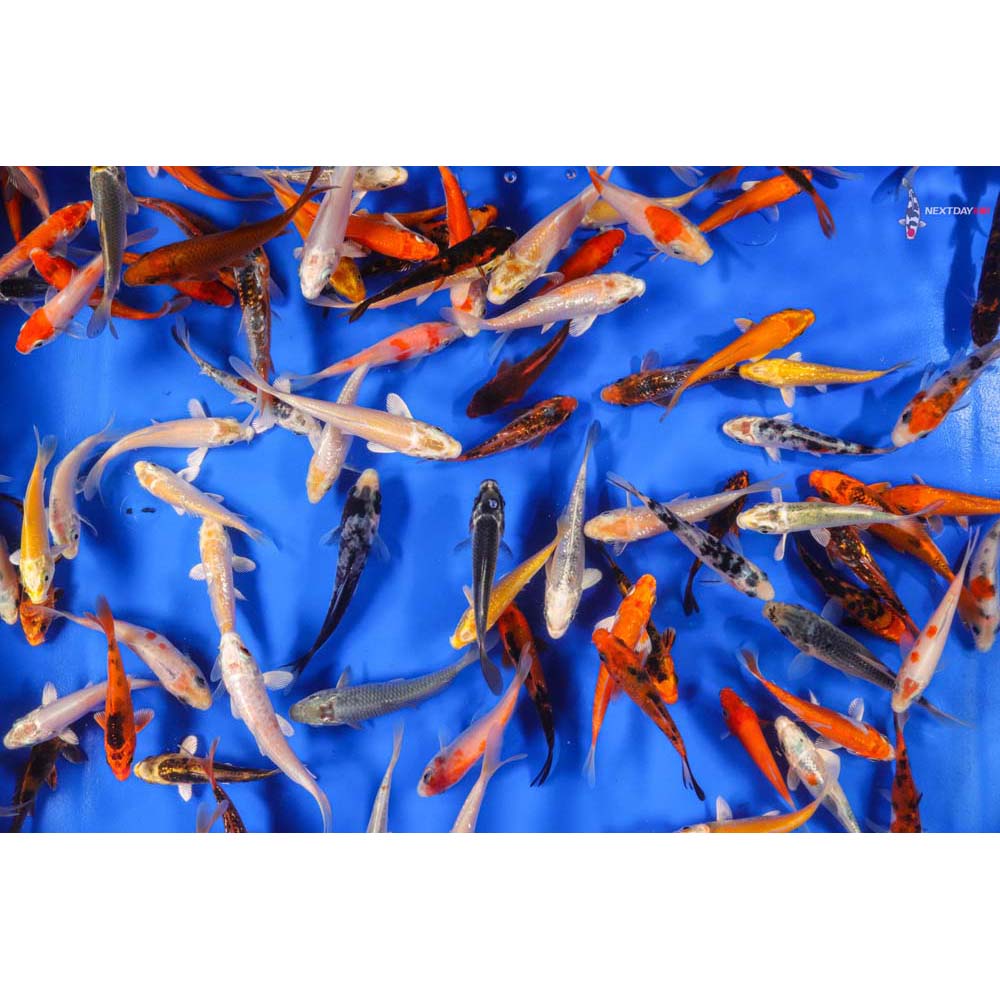 3-4" Pond Grade Imported Koi