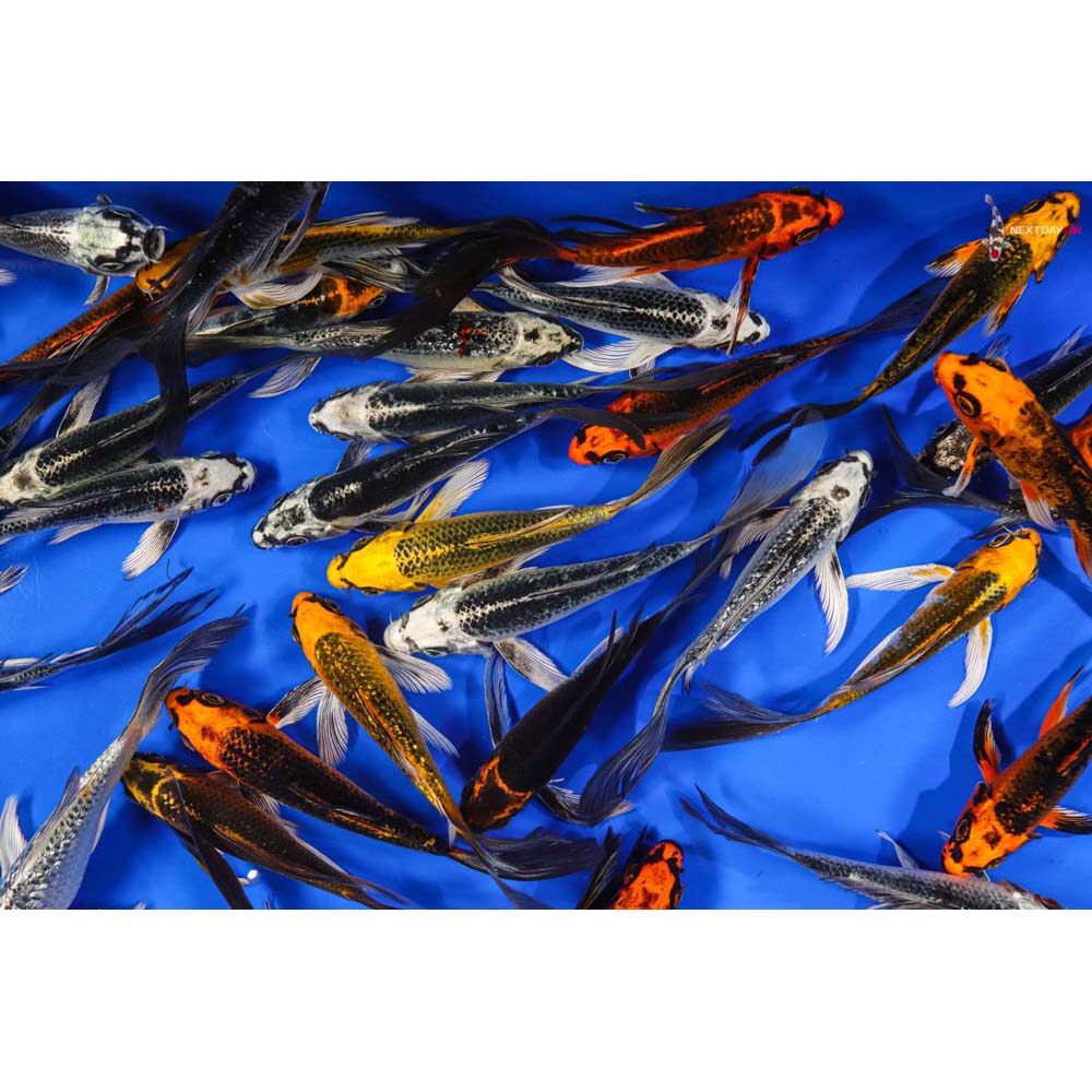 Imported Skeleton Mix Butterfly Koi