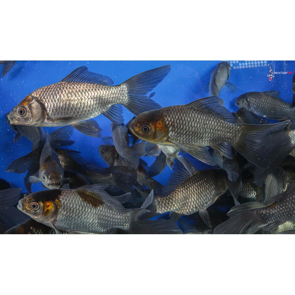 5-6” Imported Blue Comet Goldfish