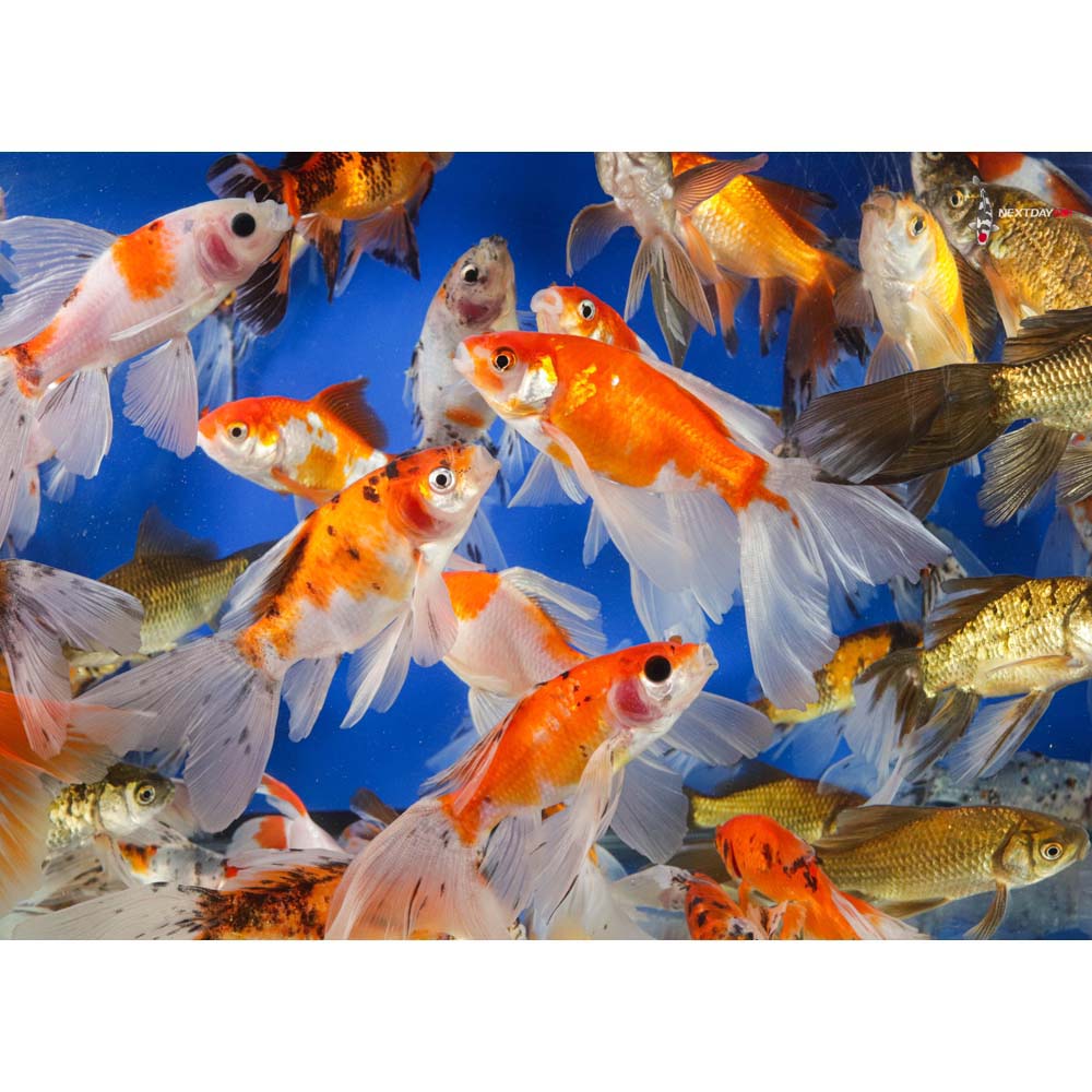 5-6” Imported Bristol Finned Mixed Goldfish