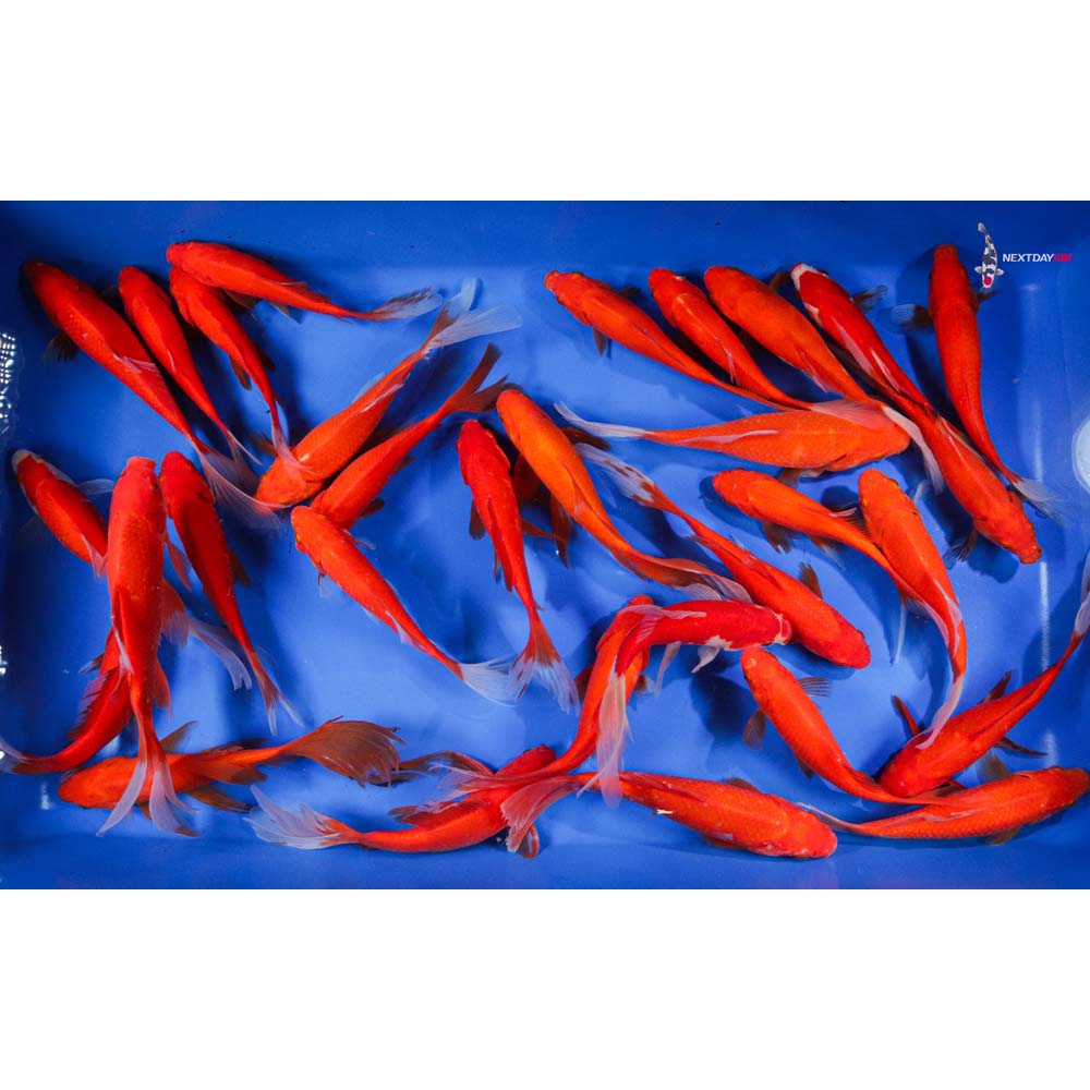 6-7” Imported Premium Longtail Red Comet Goldfish