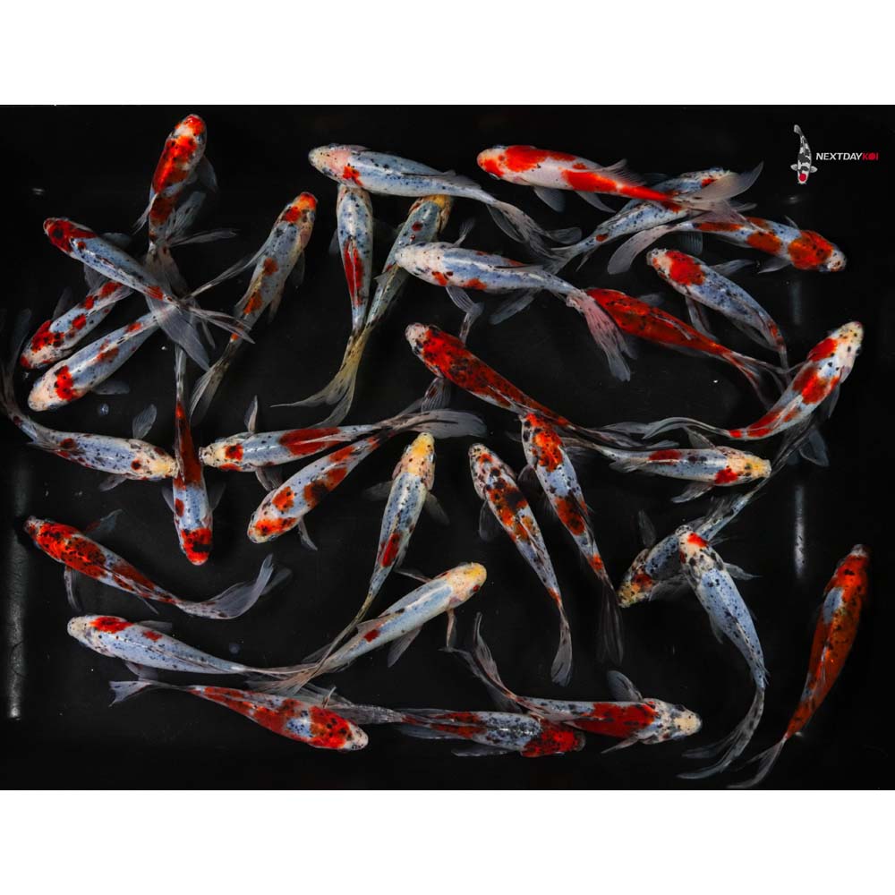 6-7” Imported Premium Longtail Shubunkin Goldfish