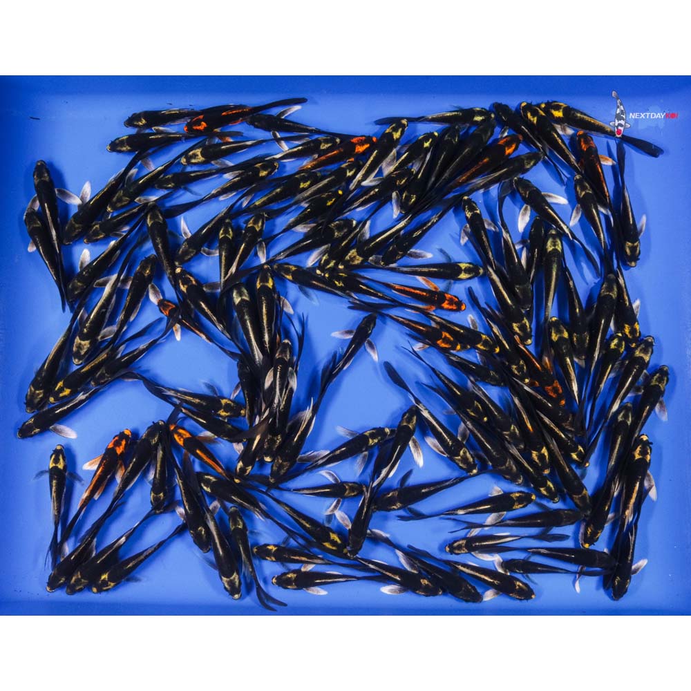 Kabuto Imported Butterfly Koi