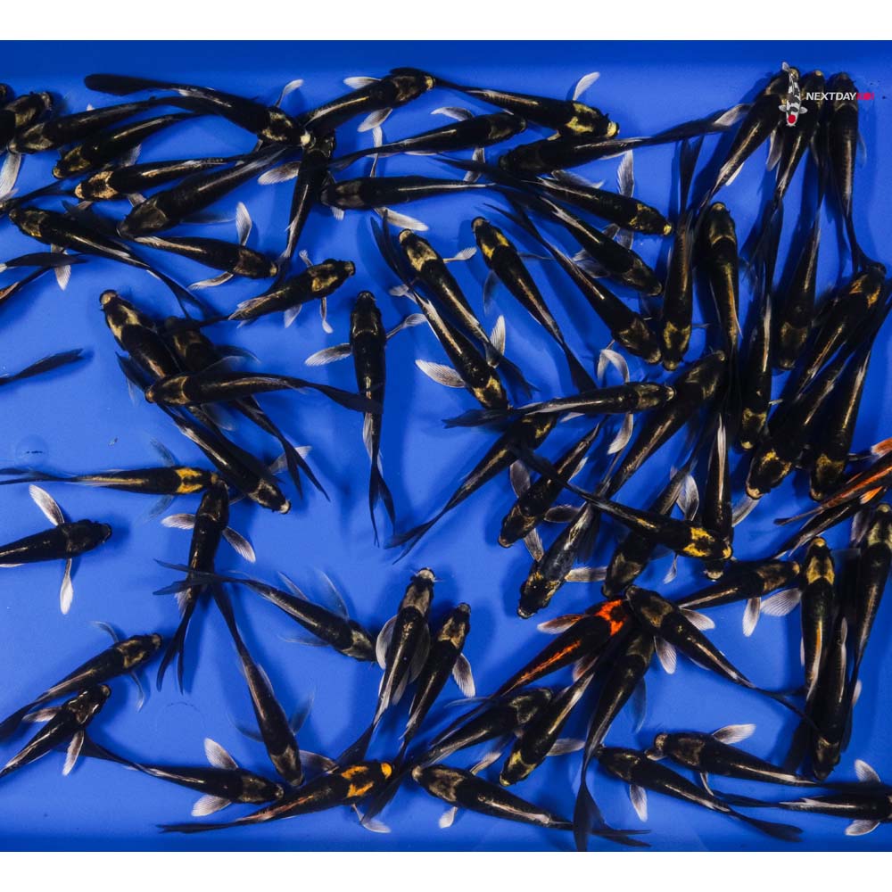 Kabuto Imported Butterfly Koi