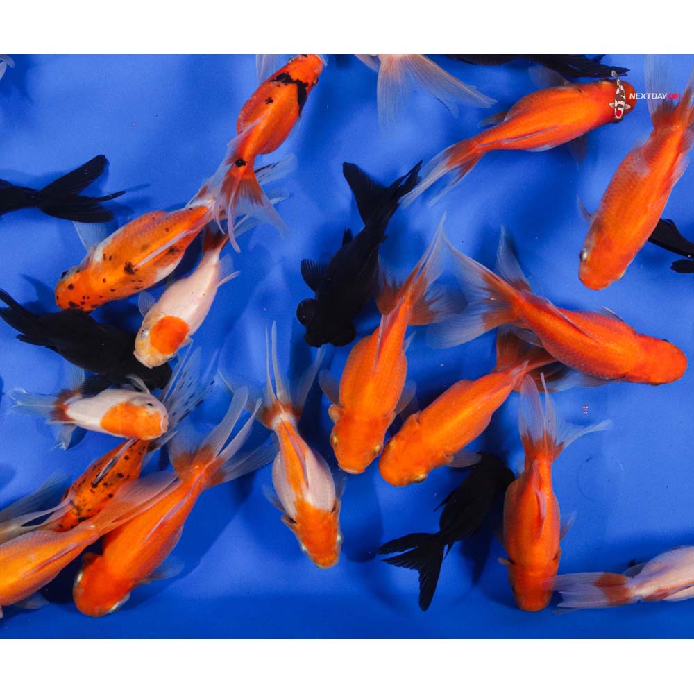 4-4.5" Imported Mixed Fantail Goldfish