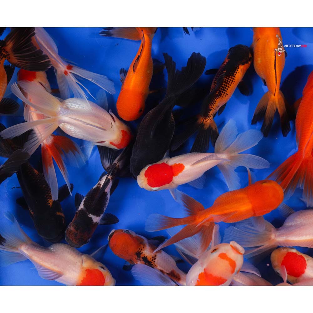 5-5.5" Imported Mixed Oranda Goldfish