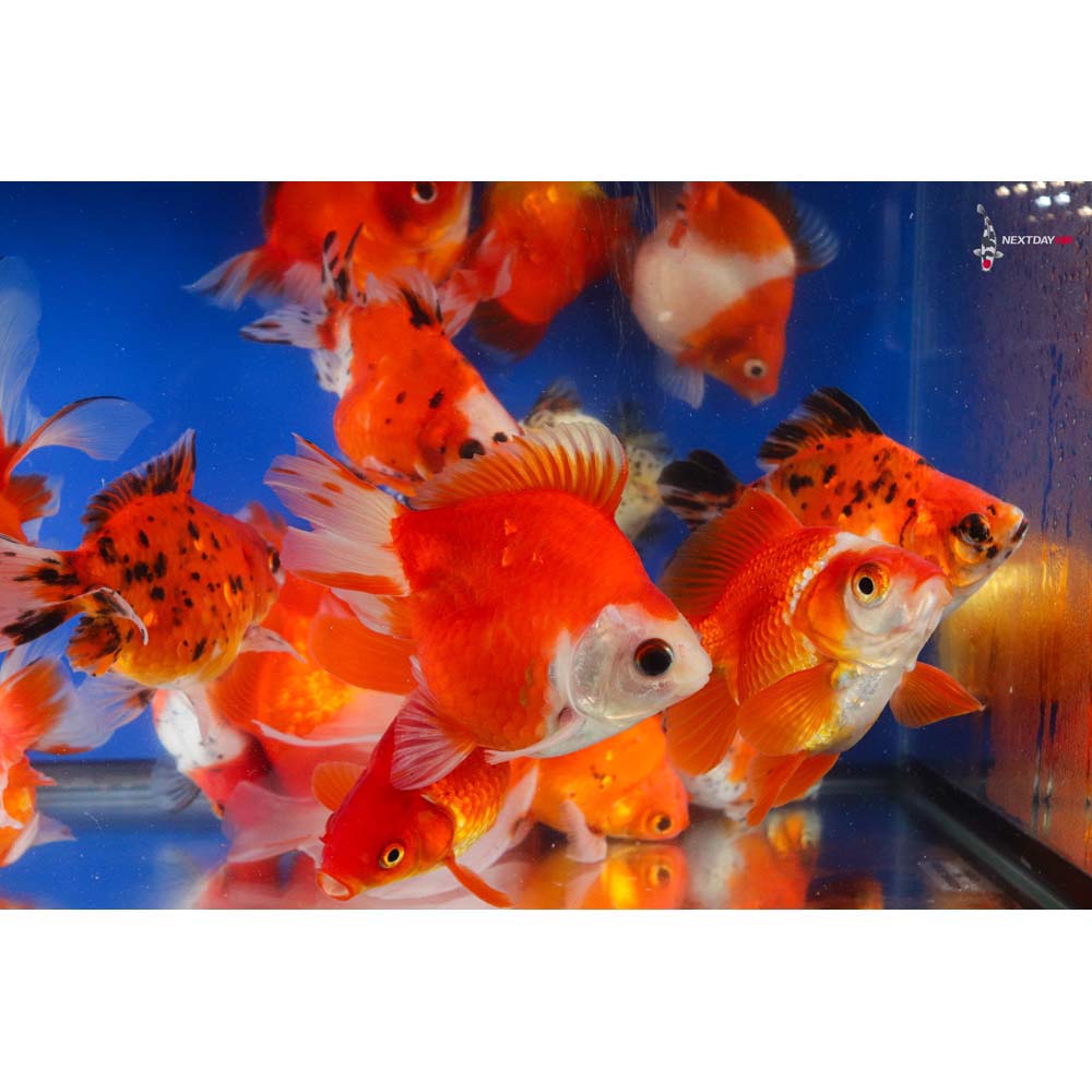 5-5.5" Imported Mixed Ryukin Goldfish